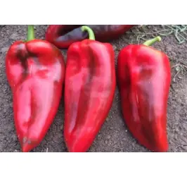 ARDEI CAPIA KURTOVSKA