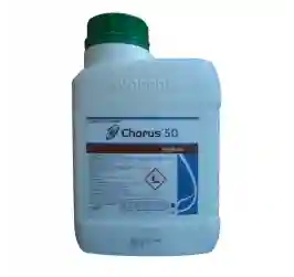 CHORUS50-266x251-15.webp