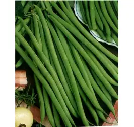 FASOLE VERDE TONIVERT