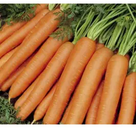 MORCOV NANTES 5 MONANTA