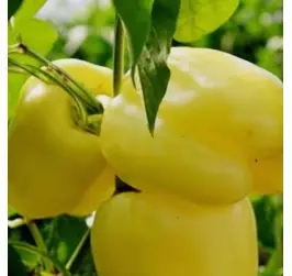 ARDEI GRAS SOROKSARI