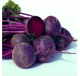 SFECLA ROSIE BORO F1