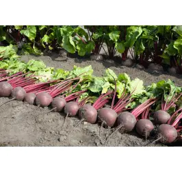 SFECLA ROSIE PABLO F1