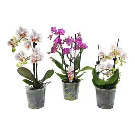 SUBSTRAT STENDER PENTRU ORHIDEE