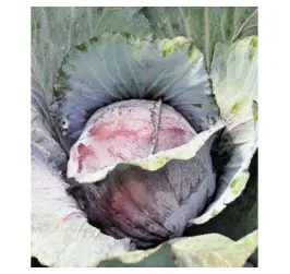 VARZA ROSIE AZURO F1