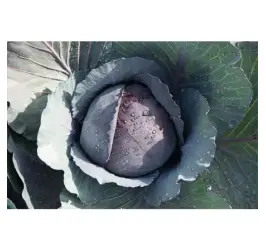 VARZA ROSIE RANCHERO F1