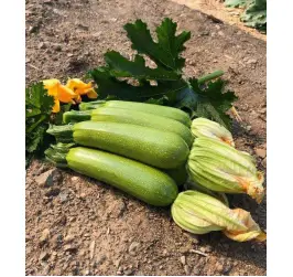 Dovlecei Imperator F1 500sem