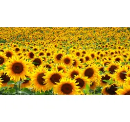 FLOAREA SOARELUI PF 100