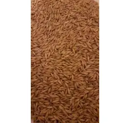 Samanta Orz Cardinal