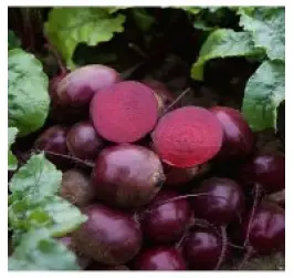 SFECLA FURAJERA ECKENDORF ROSIE