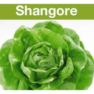 SALATA SHANGORE