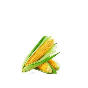 SAMANTA PORUMB FUNDULEA 376